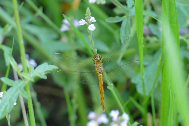 ../previews/104-Odonata, Libellulidae, Sympetrum depressiusculum, Sumpf-Heidelibelle, Weibchen_2017_08_07--08-21-11.jpeg.medium.jpeg
