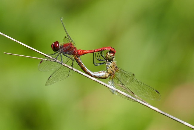 ../previews/110-Odonata, Libellulidae, Sympetrum sanguineum, Blutrote Heidelibelle, Paarungsrad_2019_08_29--13-54-51.jpeg.medium.jpeg