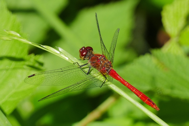 ../previews/111-Odonata, Libellulidae, Sympetrum striolatum, Grosse Heidelibelle_2019_07_02--14-47-01.jpeg.medium.jpeg