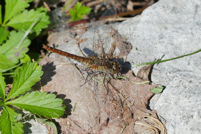 ../previews/112-Odonata, Libellulidae, Sympetrum striolatum, Grosse Heidelibelle_2019_08_14--13-06-59.jpeg.medium.jpeg