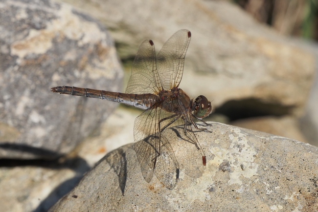 ../previews/115-Odonata, Libellulidae, Sympetrum striolatum, Grosse Heidelibelle, Weibchen_2018_10_14--15-31-49.jpeg.medium.jpeg
