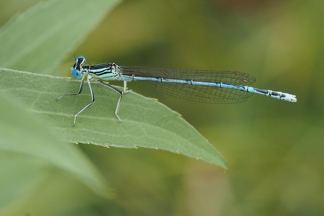 ../previews/122-Odonata, Platycnemitidae, Platycnemis pennipes, Gemeine Federlibelle_2017_07_15--09-24-16.jpeg.medium.jpeg