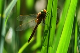 thumbnails/007-Odonata, Aeshnidae, Aeshna isoceles, Keilflecklibelle_2022_05_30--14-59-36.jpeg.small.jpeg