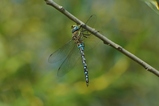 thumbnails/009-Odonata, Aeshnidae, Aeshna mixta, Herbst-Mosaikjungfer_2013_09_06--10-05-31.jpeg.small.jpeg