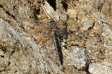 thumbnails/011-Odonata, Aeshnidae, Aeshna subarctica, Hochmoor-Mosaikjungfer_2014_09_27--10-06-22.jpeg.small.jpeg