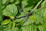 thumbnails/015-Odonata, Aeshnidae, Brachytron pratense, Kleine Mosaikjungfer_2020_05_24--10-53-05.jpeg.small.jpeg