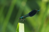 thumbnails/017-Odonata, Calopterygidae, Calopteryx splendens. Gebaenderte Prachtlibelle,_2018_05_27--11-12-17.jpeg.small.jpeg