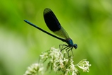 thumbnails/018-Odonata, Calopterygidae, Calopteryx splendens. Gebaenderte Prachtlibelle,_2019_07_04--13-05-19.jpeg.small.jpeg