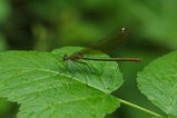 thumbnails/019-Odonata, Calopterygidae, Calopteryx splendens, Gebaenderte Prachtlibelle, Weibchen_2019_07_08--10-23-00.jpeg.small.jpeg