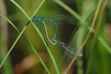 thumbnails/027-Odonata, Coenagrionidae, Coenagrion puella, Hufeisen-Azurjungfer, Paarung_2010_07_02--10-29-57.jpeg.small.jpeg