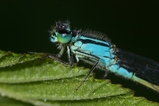 thumbnails/031-Odonata, Coenagrionidae, Ischnura elegans, Grosse Pechlibelle_2008_06_09--08-30-15.jpeg.small.jpeg