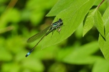 thumbnails/033-Odonata, Coenagrionidae, Ischnura elegans, Grosse Pechlibelle_2019_05_01--15-14-25.jpeg.small.jpeg