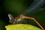 thumbnails/036-Odonata, Coenagrionidae, Pyrrhosoma nymphula, Adonislibelle, Beute, Milben_2008_06_09--15-24-03.jpeg.small.jpeg