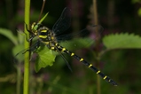 thumbnails/040-Odonata, Cordulegasteridae, Cordulegaster bidentata, Gestreifte Quelljungfer_2007_06_18--12-32-26.jpeg.small.jpeg
