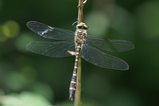thumbnails/041-Odonata, Cordulegasteridae, Cordulegaster bidentata, Gestreifte Quelljungfer_2018_05_25--10-52-45.jpeg.small.jpeg