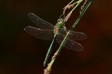 thumbnails/046-Odonata, Corduliidae, Somatochlora metallica, Glaenzende Smaragdlibelle_2020_06_12--16-49-16.jpeg.small.jpeg