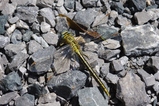 thumbnails/048-Odonata, Gomphidae, Gomphus pulchellus, Westliche Keiljungfer_2011_06_10--11-09-14.jpeg.small.jpeg