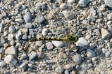 thumbnails/054-Odonata, Gomphidae, Onychogomphus forcipatus, Kleine Zangenlibelle_2016_08_14--16-57-05.jpeg.small.jpeg