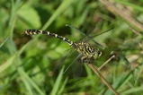 thumbnails/056-Odonata, Gomphidae, Onychogomphus forcipatus, Kleine Zangenlibelle_2023_07_23--09-51-52.jpeg.small.jpeg