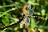 thumbnails/057-Odonata, Gomphidae, Onychogomphus forcipatus, Kleine Zangenlibelle, Weibchen_2016_08_28--16-02-48.jpeg.small.jpeg