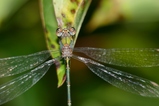 thumbnails/062-Odonata, Lestidae, Lestes viridis, Weidenjungfer_2016_08_31--10-43-51.jpeg.small.jpeg