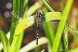 thumbnails/067-Odonata, Libellulidae, Leucorrhinia dubia, Kleine Moosjungfer_2015_06_05--09-01-15.jpeg.small.jpeg