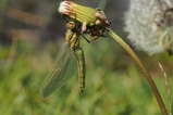 thumbnails/073-Odonata, Libellulidae, Libellula depressa, frisch geschluepft_2015_05_08--13-30-22.jpeg.small.jpeg