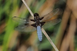thumbnails/074-Odonata, Libellulidae, Libellula depressa, Plattbauch_2018_05_29--12-47-57.jpeg.small.jpeg