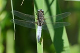thumbnails/077-Odonata, Libellulidae, Libellula fulva, Spitzenfleck_2020_05_21--15-34-48.jpeg.small.jpeg