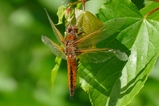thumbnails/078-Odonata, Libellulidae, Libellula fulva, Spitzenfleck_2020_05_21--16-34-03.jpeg.small.jpeg