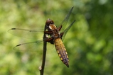 thumbnails/079-Odonata, Libellulidae, Libellula fulva, Spitzenfleck, Junges Maennchen_2017_05_26--13-36-22.jpeg.small.jpeg
