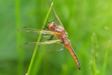 thumbnails/080-Odonata, Libellulidae, Libellula fulva, Spitzenfleck, Weibchen_2019_05_19--15-30-21.jpeg.small.jpeg