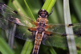 thumbnails/082-Odonata, Libellulidae, Libellula quadrimaculata, Vierfleck_2012_05_28--07-01-38.jpeg.small.jpeg