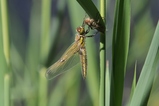 thumbnails/085-Odonata, Libellulidae, Libellula quadrimaculata, Vierfleck, Frisch geschluepft_2018_05_12--10-14-06.jpeg.small.jpeg