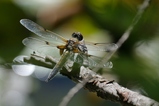 thumbnails/087-Odonata, Libellulidae, Odonata, Libellula quadrimaculata, Vierfleck, Weibchen_2020_06_12--15-52-30.jpeg.small.jpeg