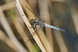 thumbnails/088-Odonata, Libellulidae, Orthetrum, Blaupfeil_2019_07_26--09-28-48.jpeg.small.jpeg