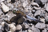 thumbnails/091-Odonata, Libellulidae, Orthetrum cancellatum, Grosser Blaupfeil_2011_06_10--11-13-52.jpeg.small.jpeg