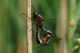 thumbnails/094-Odonata, Libellulidae, Orthetrum cancellatum, Grosser Blaupfeil, Paarungsrad_2022_05_27--11-38-23.jpeg.small.jpeg
