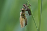 thumbnails/100-Odonata, Libellulidae, Schlupf_2018_05_19--10-39-14.jpeg.small.jpeg