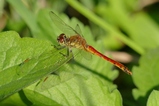 thumbnails/103-Odonata, Libellulidae, Sympetrum depressiusculum, Sumpf-Heidelibelle, Maennchen_2017_08_07--08-24-58.jpeg.small.jpeg
