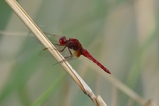 thumbnails/105-Odonata, Libellulidae, Sympetrum flaveolum, Gefleckte Heidelibelle_2016_09_23--13-58-55.jpeg.small.jpeg