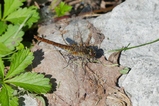 thumbnails/112-Odonata, Libellulidae, Sympetrum striolatum, Grosse Heidelibelle_2019_08_14--13-06-59.jpeg.small.jpeg