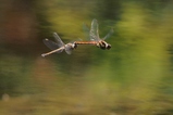 thumbnails/113-Odonata, Libellulidae, Sympetrum striolatum, Grosse Heidelibelle, Eiablage-Flug_2015_08_27--10-42-56.jpeg.small.jpeg