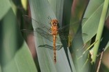 thumbnails/116-Odonata, Libellulidae, Sympetrum vulgatum, Gemeine Heidelibelle_2019_07_04--09-59-46.jpeg.small.jpeg