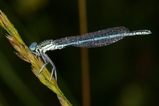 thumbnails/119-Odonata, Platycnemididae, Platycnemis pennipes, Blaue Federlibelle_2008_06_24--06-44-33.jpeg.small.jpeg