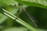 thumbnails/120-Odonata, Platycnemididae, Platycnemis pennipes, Federlibelle_2019_07_09--10-16-10.jpeg.small.jpeg
