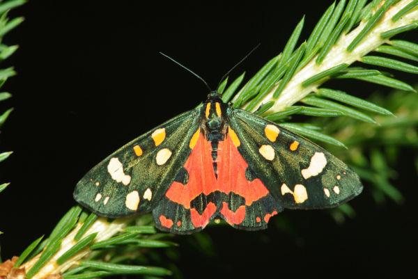 Skaliertes Bild Lepidoptera, Erebidae, Callimorpha dominula, Schoenbaer_2009_07_04--15-05-52.jpg 