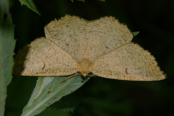 Skaliertes Bild Lepidoptera, Geometridae, Angerona prunaria_2006_06_23--09-55-20.jpg 