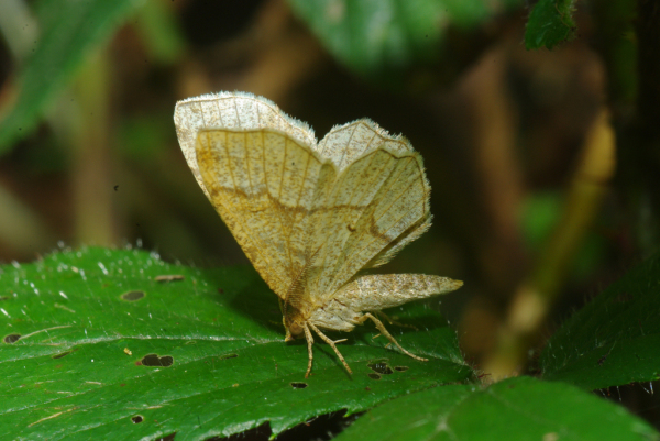 Skaliertes Bild Lepidoptera, Geometridae, Cepphis advenaria_2010_06_04--14-41-17.jpg 