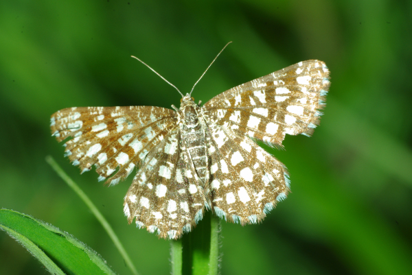 Skaliertes Bild Lepidoptera, Geometridae, Chiasmia clathrata_2010_05_26--06-58-52.jpg 